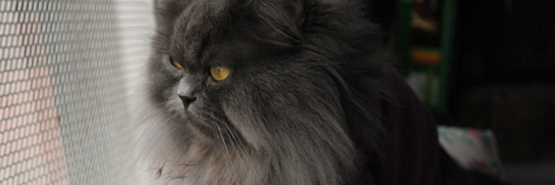 miricot's profile banner image