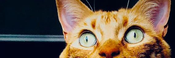 savega2020's profile banner image