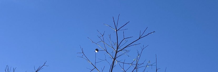 eneasneto's profile banner image