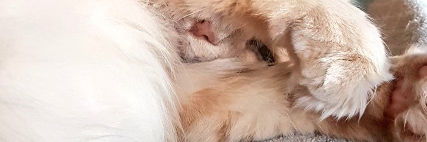 imsimonurcat's profile banner image