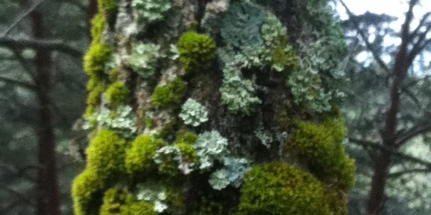 Antoni Ferran Mèlich banner