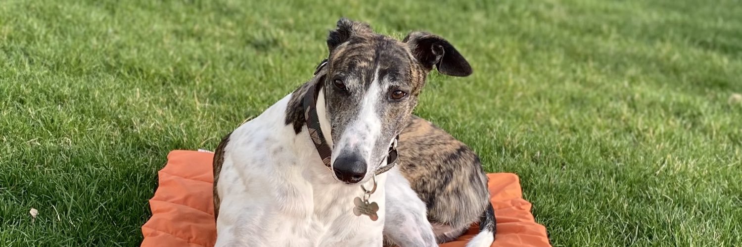 Jovica Badjic banner