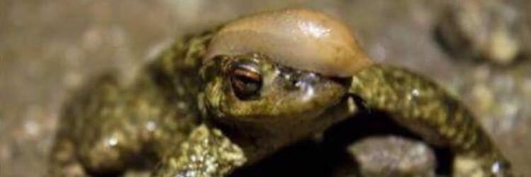 Farron Cousins banner