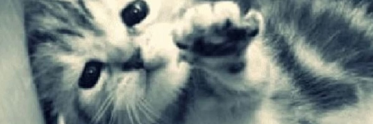 monkeritapunk's profile banner image