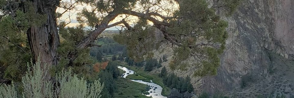 Dr. Stacey Lee Donohue banner