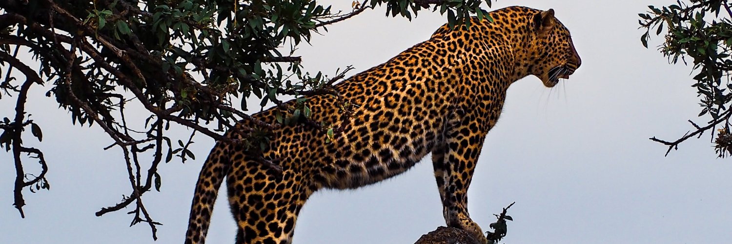 leethurman's profile banner image