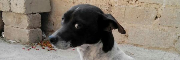 Turbo_Memas Profile Banner