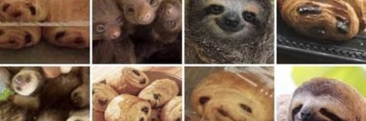 Rebecca Scharlach banner