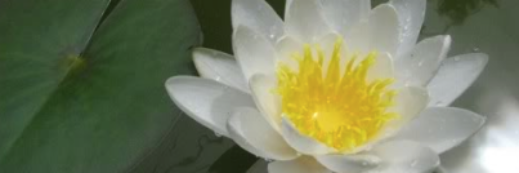 Dr. Meredith Cary banner