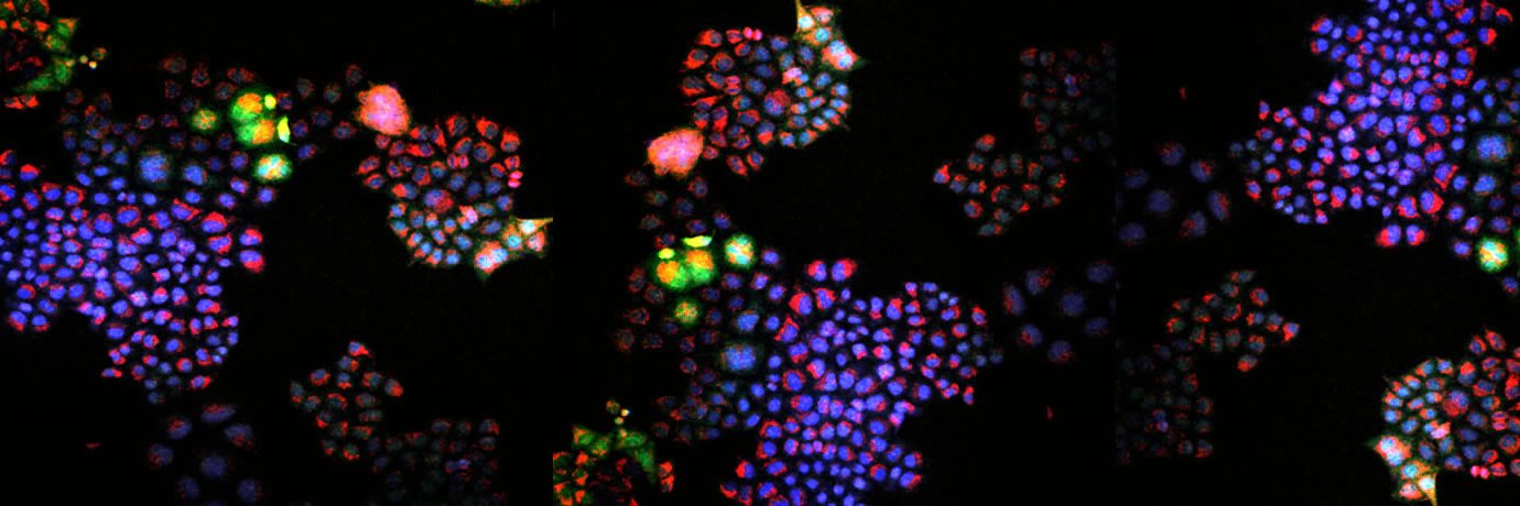 Hadley Sikes @sikeslab.bsky.social banner