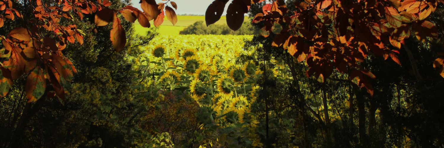 FerEme_'s profile banner image