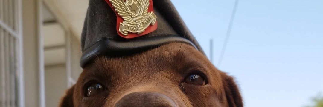iaruchalerner's profile banner image