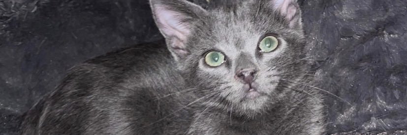 azwildcat91's profile banner image