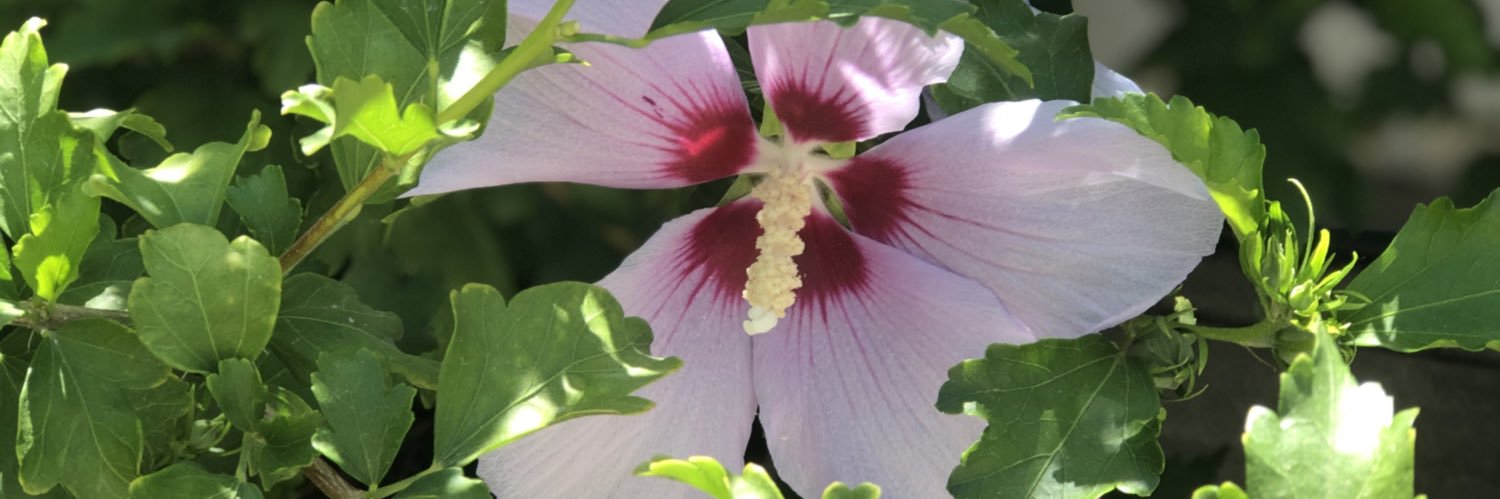 🌱 jace 🪴 banner