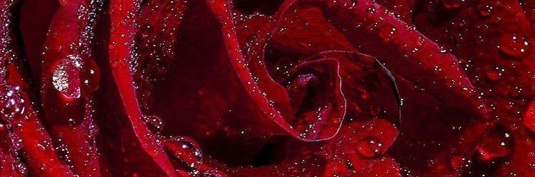 RipTrell__'s profile banner image