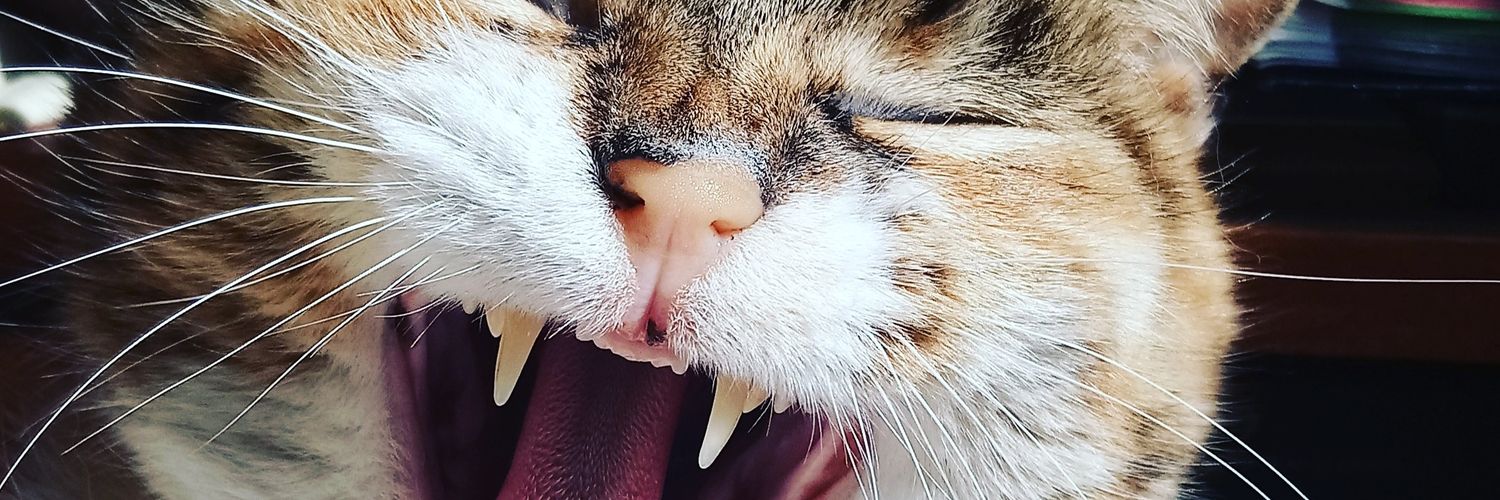 pumpullo's profile banner image