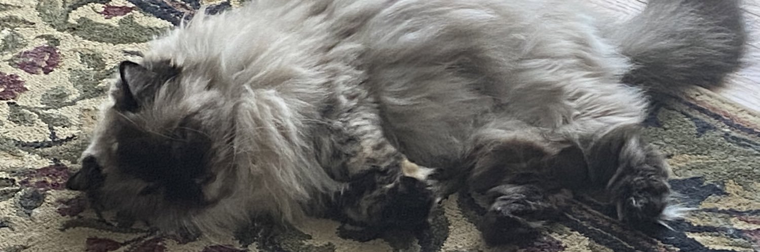 kitty29428's profile banner image