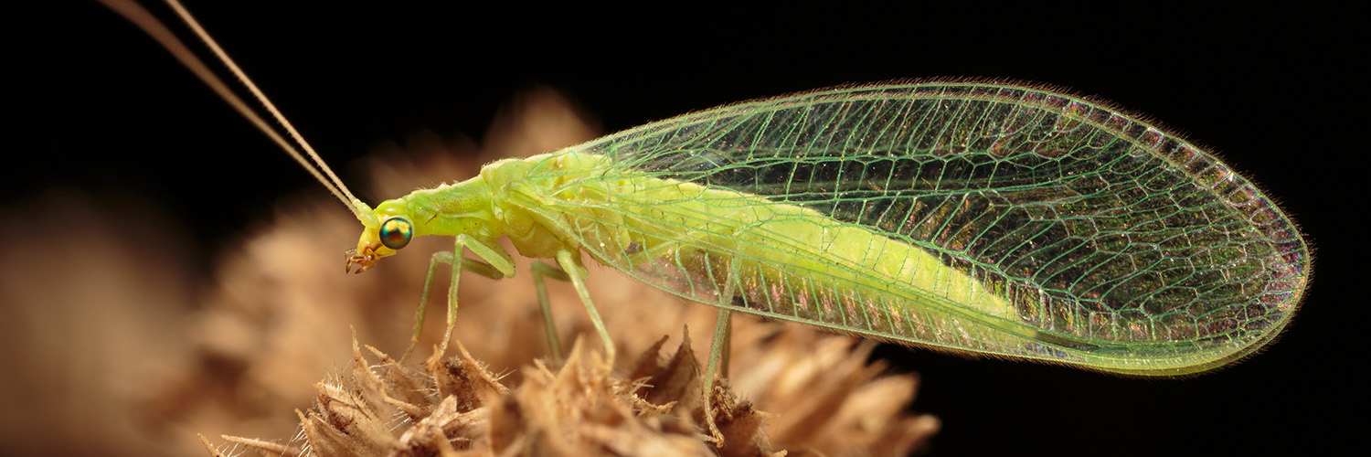 enlightenedbugs's profile banner image