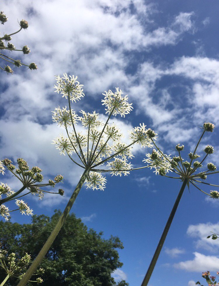 BakewellBloom's profile banner image