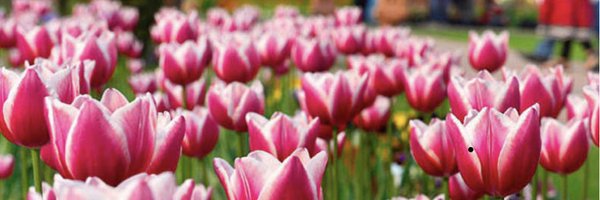 VMSilvera Profile Banner