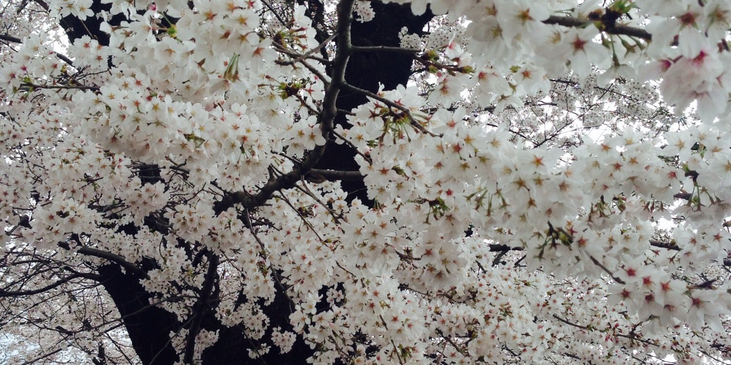 みのむし banner
