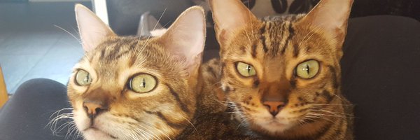 debim38 Profile Banner