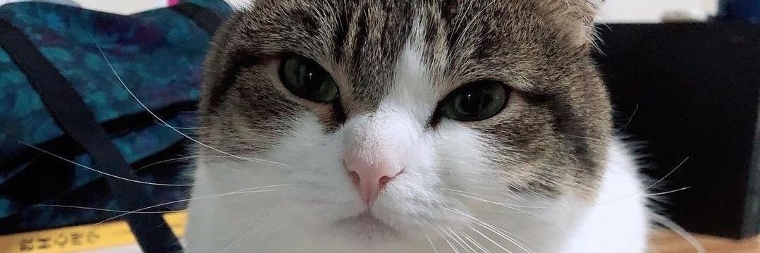 Impawsibly Pawsible banner