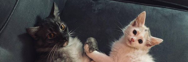 benomial Profile Banner