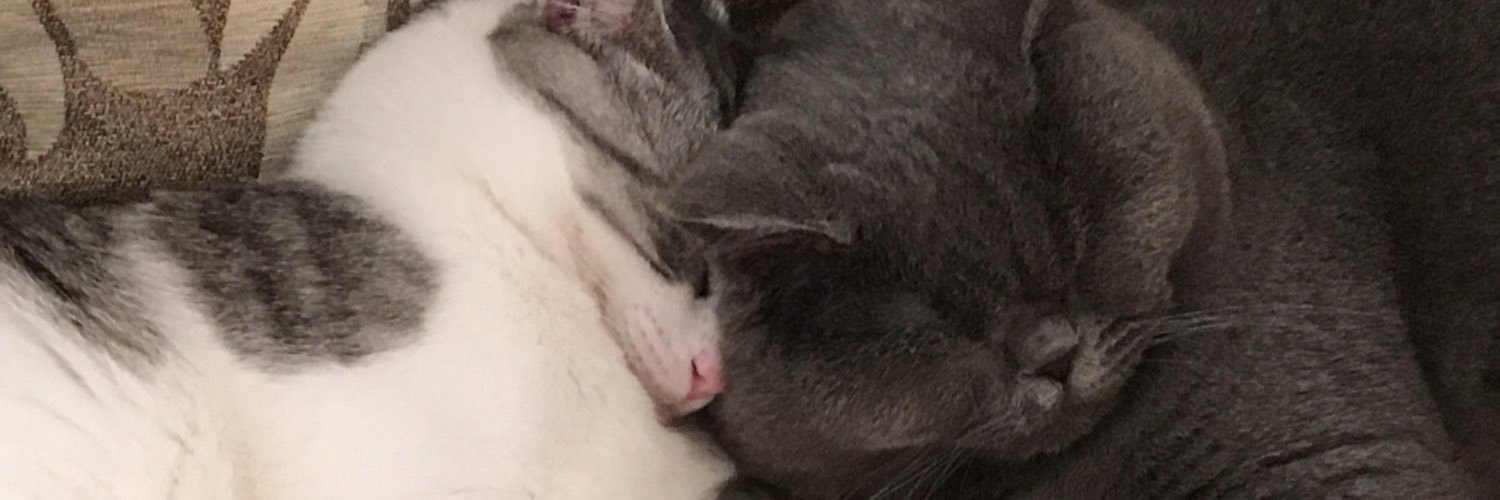 PyaChiQoo's profile banner image