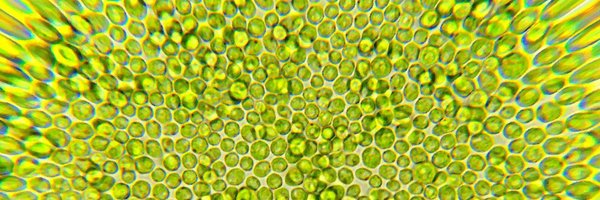 micromotility Profile Banner