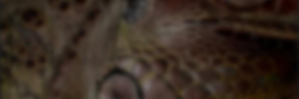 THEMALESBAND's profile banner image
