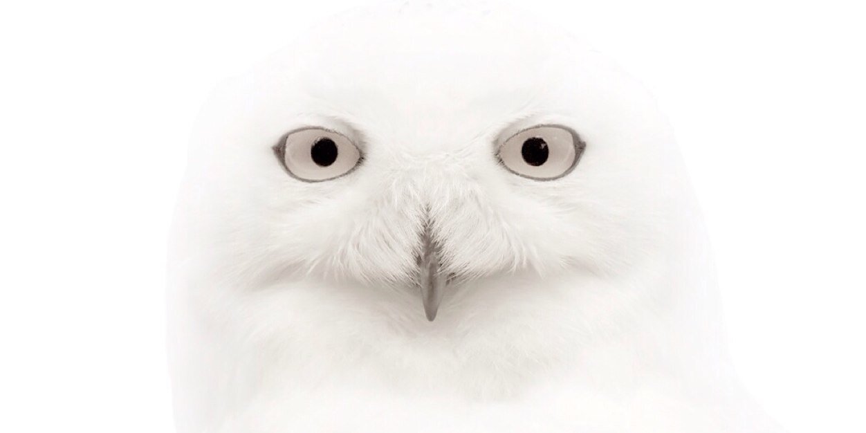 nnn_yul's profile banner image