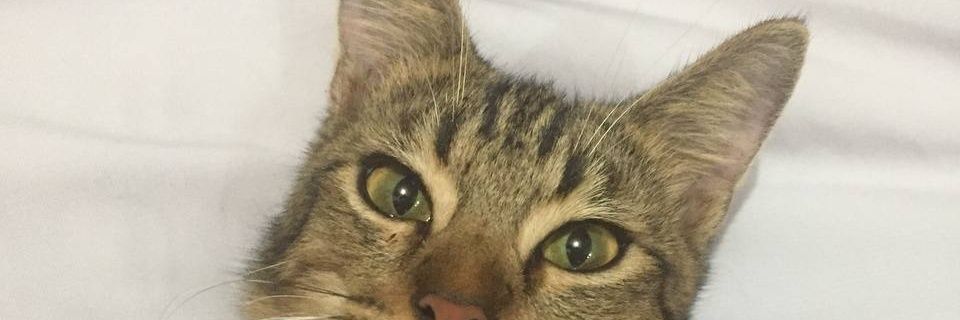 yamatonaddy's profile banner image