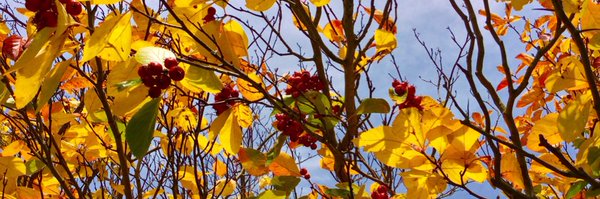 skylark22BHC1 Profile Banner