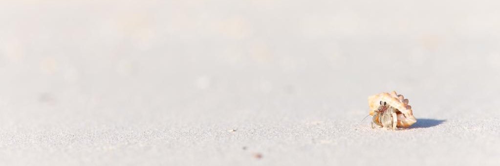 Robert Buder banner