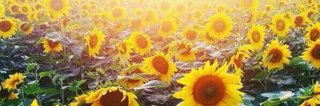 MiMi 🌻 banner