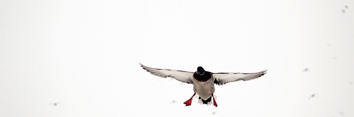 TyRoseberry's profile banner image