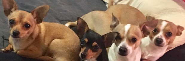 studs pokemun banner