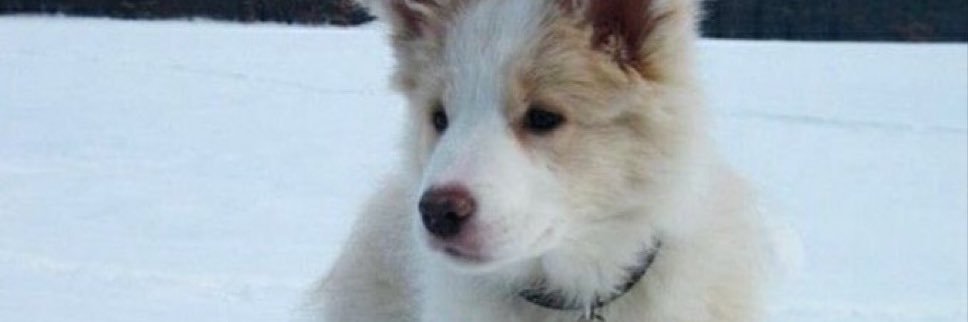 Mr. YipYap✨🤎🐶 banner