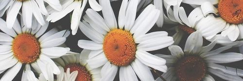 deanna_divito's profile banner image