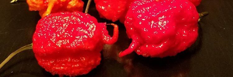 St Andrews Pepper banner