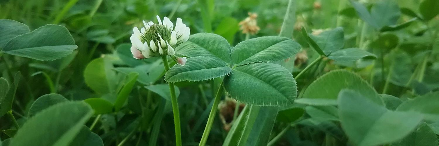 sui84森町水歌ぶばムイムイ banner