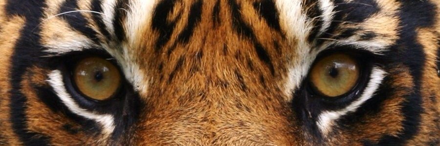 Jamiedegiorgio's profile banner image