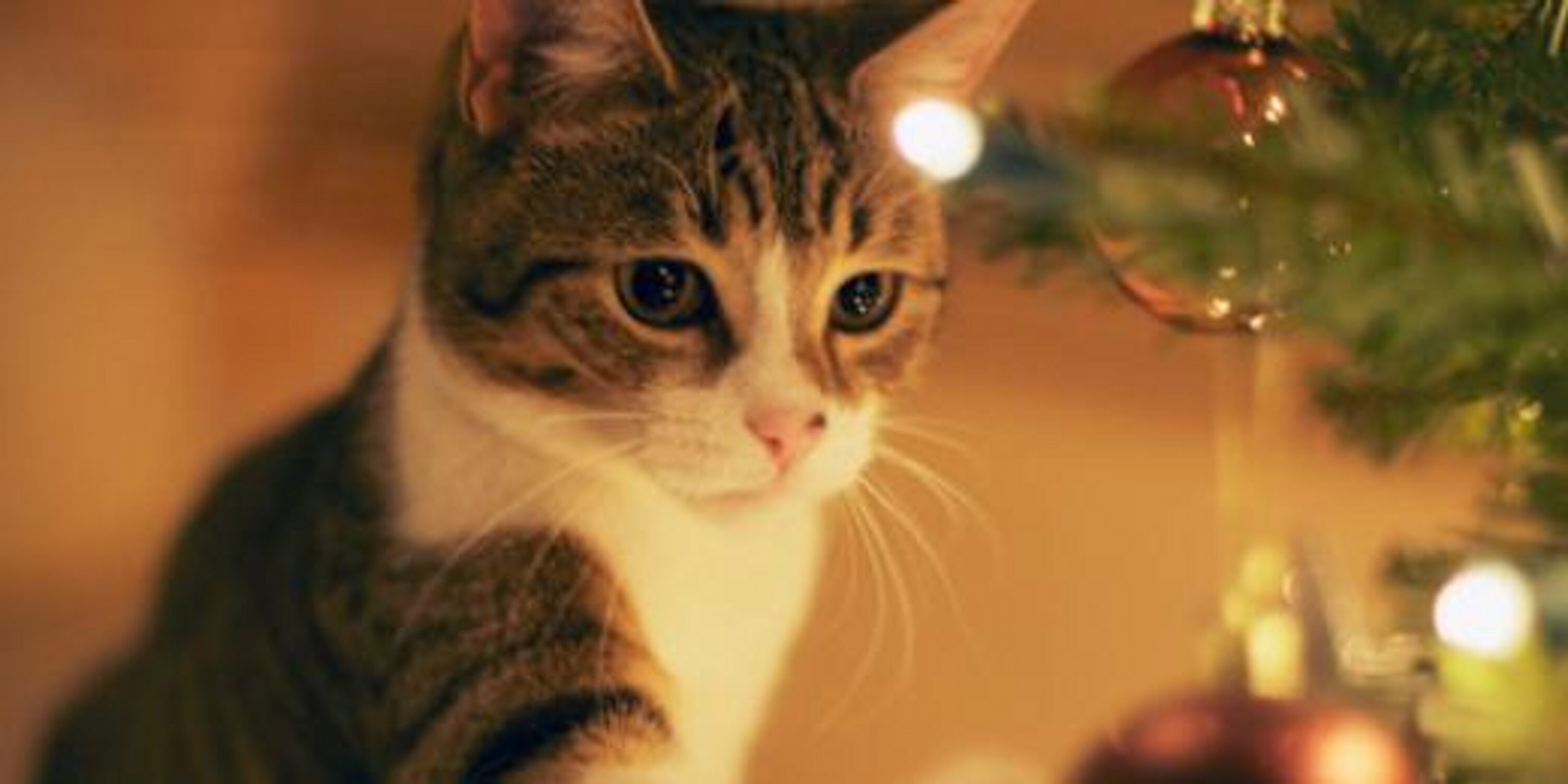 Cats_Everyday's profile banner image