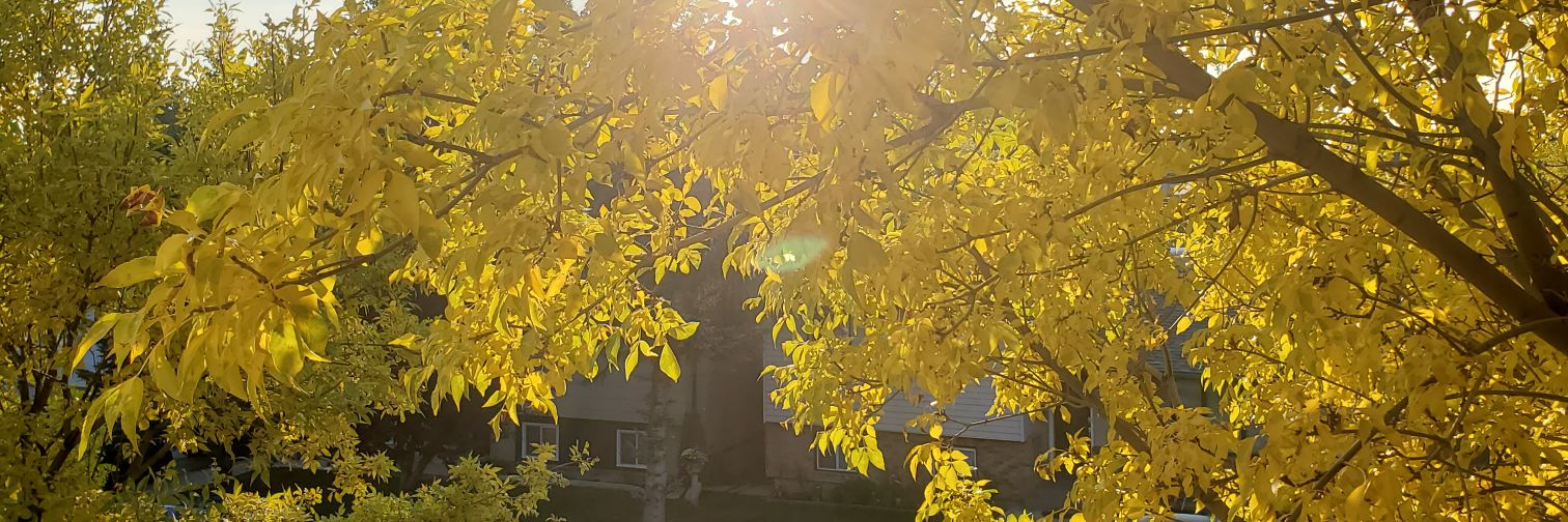 tuvshaw's profile banner image