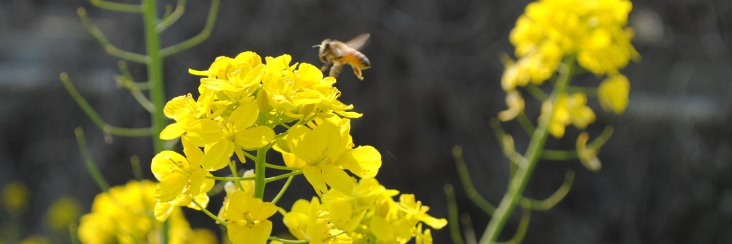 tanaka hideki banner