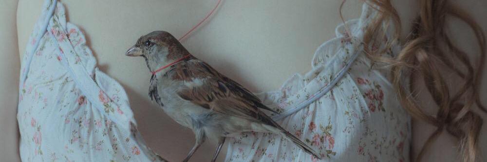 a drowsy bird banner