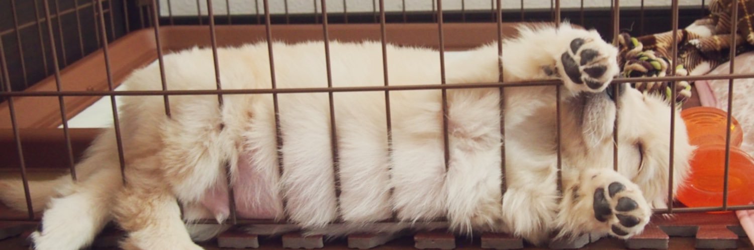 ワトソン ∪•ᴥ•∪ ゴールデンレトリバー banner