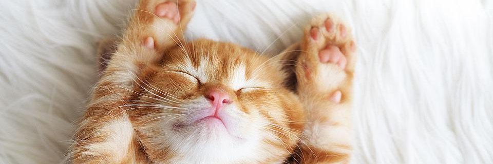 NeedCatInMyLife's profile banner image
