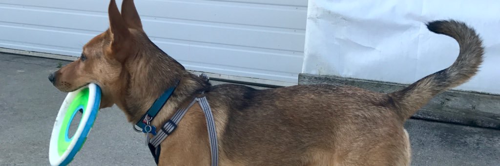 ASDAwarenessdog's profile banner image
